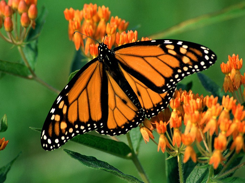 Monarch Butterfly